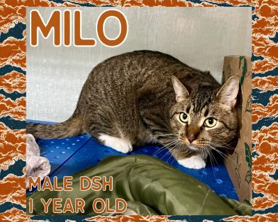 Milo - Domestic Short Hair Mix Male Cat for Adoption