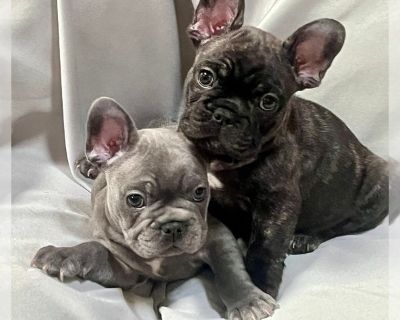 Litter of 3 - French Bulldog Male Puppy for Adoption