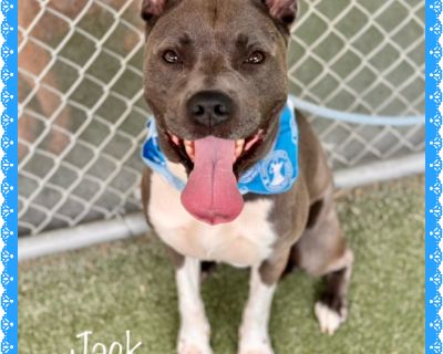 JACK - American Bully Male Dog for Adoption