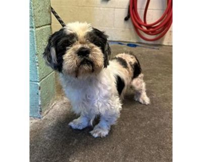 WRENCH - Shih Tzu Male Dog for Adoption