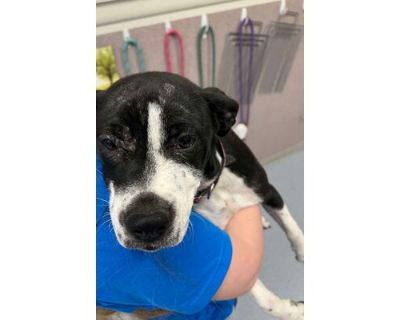 Mr Boddy - Mixed Breed (Small)/Mixed Breed (Medium) Mix Male Puppy for Adoption