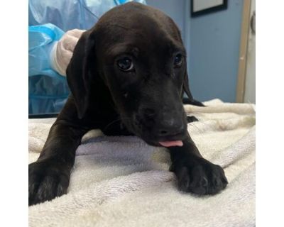 Harley - Mixed Breed (Medium)/Pointer Mix Female Puppy for Adoption