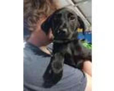 Adopt Emilio a Labrador Retriever / Cavalier King Charles Spaniel / Mixed dog in