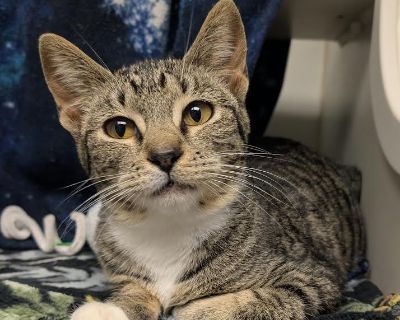 Aubergine - Domestic Short Hair Mix Female Cat for Adoption