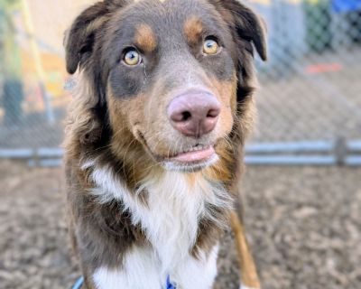 I am at Oakland Animal Services in kennel Dog I:9. Young Male Medium