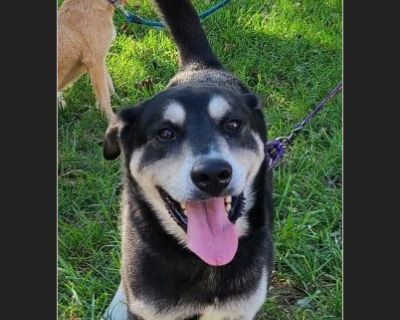 Drako - Male Adult Siberian Husky / German Shepherd for Adoption