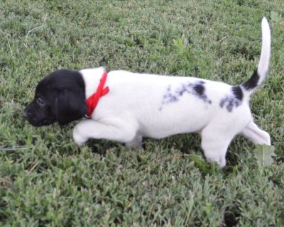 Labrador Puppies  Hybrid Retrievers Pointers