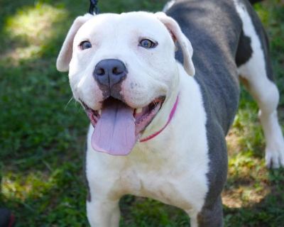 DEBO - American Bulldog Male Dog for Adoption