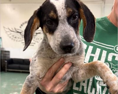 Meet Lotus! Lotus is an adorable Lab/Beagle mix with a heart full of love and a tail that never stops wagging! This sweet boy has the best of both breeds - the loyal, gentle spirit of a Lab and the curious, happy-go-lucky charm of a Beagle. Lotus absolutely loves people and soaks up every bit of attention he can get. Whether you're heading out for a walk, hanging in the yard, or snuggling on th...