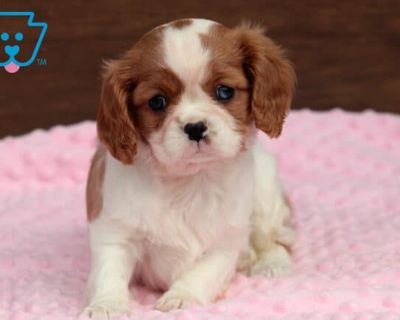 DOB:09-21-2025 (8 weeks old). Available:Available now. Meet Chili, a gorgeous Cavalier with a heart as bright as her expressive eyes. She s always eager to greet guests, make new friends, and soak up all the affection she can get. Children are her absolute delight, and she happily joins in their games. This cutie is AKC registered, vet checked, vaccinated, wormed & health guaranteed by the bree...