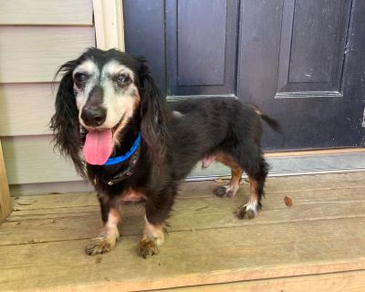 Drakie - Dachshund (Long Haired) Male Dog for Adoption