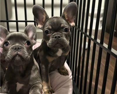 frenchies - French Bulldog Female Puppy for Adoption