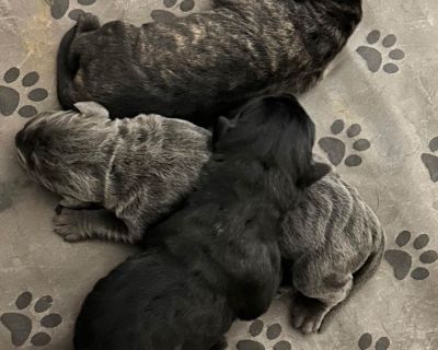 1 Male and 2 Female Cane Corso Puppies for Sale