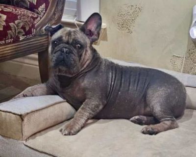 Hank - French Bulldog Male Dog for Adoption