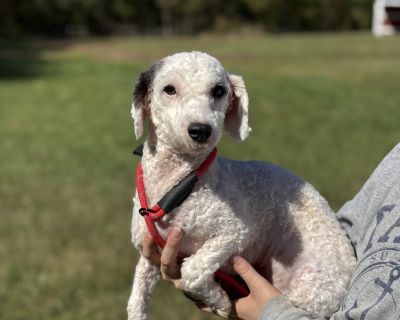 ? Adoption Spotlight: Hector & Loudie ? Meet Hector and Loudie, two sweet brothers around 12 lbs each who came to us from a backyard breeding case. While they aren t a bonded pair, they do have a close connection, and we d love to see them adopted together if the right home is open to both. Both boys had a tough start in life and weren t properly socialized as puppies. Because of that, they re ...