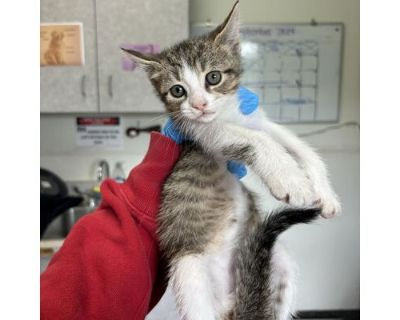 taurus - Domestic Shorthair Male Cat for Adoption