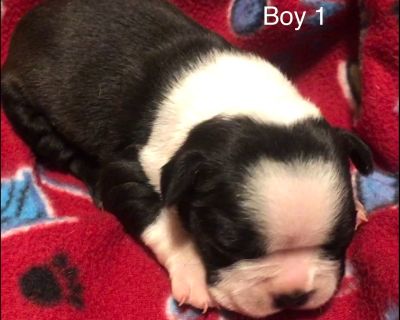 Boston Terrier Puppies Idaho Falls Pets Lovers