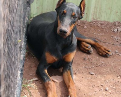 Trixie - 25 Weeks Female Doberman Pinscher Puppy for Sale