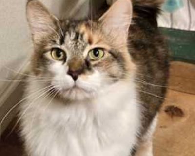 Rose and Venus - Calico Female Cat for Adoption