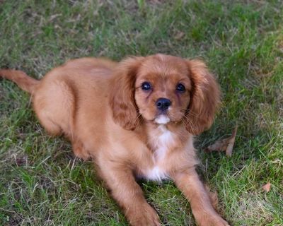 2 Female Cavalier King Charles Spaniel Puppies for Sale