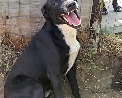 This 2 year old, 60 pound fella is a happy go lucky boy ready for whatever is going on. He loves playing with his foster siblings and spending time in the yard. Remy is also a HUGE cuddle bug. If you ever wanted a pillow mate, he is your guy. Remy enjoys playing with his toys and waterplay. He is an active boy that looks forward to adventures. He walks well on a leash and is polite meeting new ...