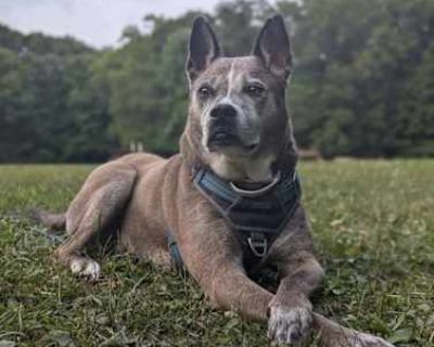 Bruno - Basenji/American Pit Bull Terrier Mix Male Dog for Adoption