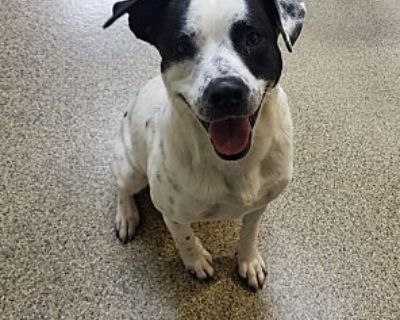 Lonnie - Catahoula Leopard Dog/Mixed Breed (Medium) Mix Male Dog for Adoption