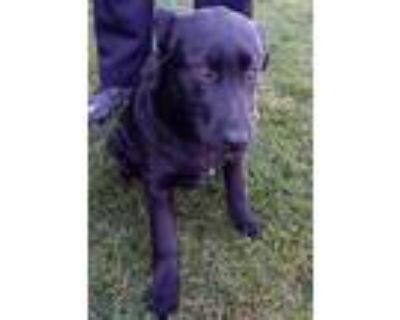 Adopt PENNY a Labrador Retriever / Mixed dog in Lindsay, CA (33683484)