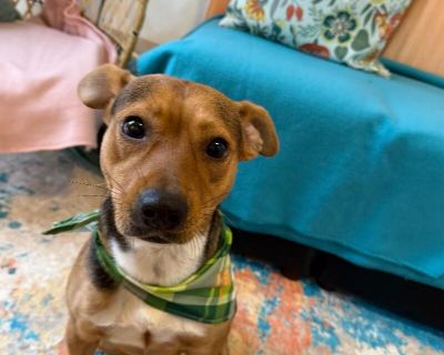 Meet Leo Your New Best Friend! Leo is a sweet, affectionate pup who is ready to find his forever home! Whether you have other dogs or youre looking for a loyal companion as a solo pet, Leo is happy to be by your side. Hes a friendly, loving boy who is eager to experience all the best things in lifewalks, car rides, and meeting new friends! Leo is always excited to see you and will happily wag h...