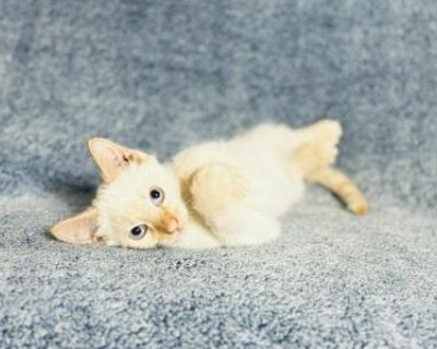 Noodle - Siamese Male Kitten For Sale