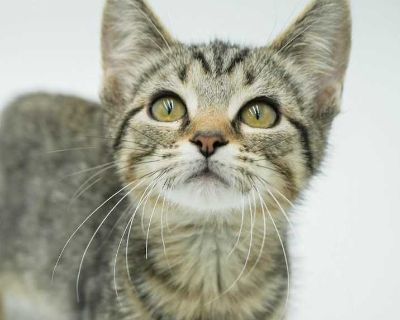 Child. Brown tabby. Hair: short. Microchipped. Vaccinated. Meet Harry is our polka dotted cute patootie! TINY TOT! Our fosters are have so many kittens are now big enough to be adopted. They are anywhere from 8 to 10 wks old so ALL are TOO SMALL TO GO as SOLO pets to a home UNLESS u already have a young cat in your home - so have to be paired up. They are absolutely the sweetest and simply some...