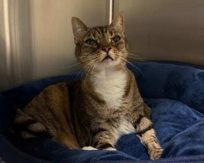 Senior. Hair: short. Meet SALLY SIRLOIN, a dignified senior cat with a heart full of love. She is seeking a tranquil home where she can reign as the only feline. Sally enjoys peaceful days, basking in sunbeams and sharing quiet moments with her human friends. She is perfect for someone looking for a calm companion to share serene afternoons with. Adopting SALLY SIRLOIN means giving her the lovi...