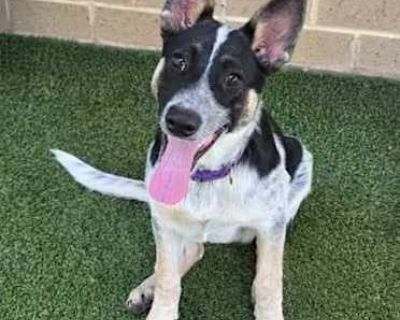 Dori - Australian Cattle Dog Female Puppy for Adoption
