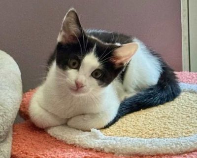 Spotted tabby/leopard spotted. ##2532213## Adoption process Our Adoption Application is located on our website, along with Information about adopting, adoption fees and about us! We will need you to fill out the Adoption Application and submit it, prior to setting a date and time to visit the rescued animals. Our website has lots of information to help potential adopters and pet parents find an...