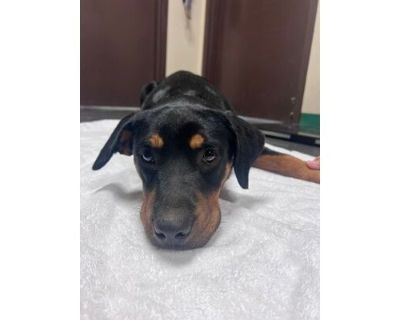 Kelsey - Rottweiler/Mixed Breed (Medium) Mix Female Dog for Adoption