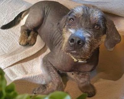 Gomez KA - Foxhound/Chinese Crested Mix Male Puppy for Adoption