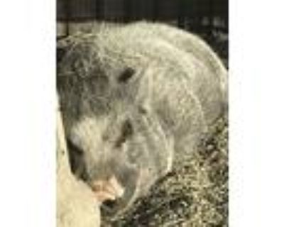 Cornelius, Pig (potbellied) For Adoption In Palm Desert, California