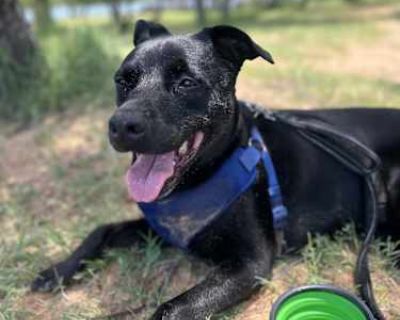Tucker - Labrador Retriever/German Shepherd Dog Mix Male Dog for Adoption