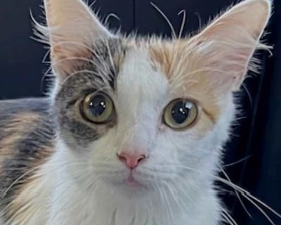 Child. Microchipped. The Dog-Cat with a Heart of Gold Meet Freckles, a one-year-old Shorthair Calico who s as unique as her name! This beautiful girl isn t your average cat she s got the heart and humor of a dog wrapped in a soft, luxurious coat of orange, black, and white. Freckles is the kind of cat who will greet you at the door, follow you around the house, and even give you hugs and kisses...