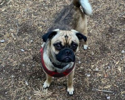 Stolen Dog $500 Reward Pug Chihuahua Male Unaltered
