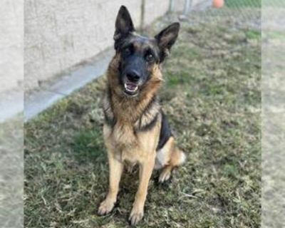 Adult * Location Modesto, CA, 95354 USA USA *. Dog Breed: German Shepherd Dog (medium coat). Physical Attributes Coat Length: Medium Additional Information Was the Dog Found No