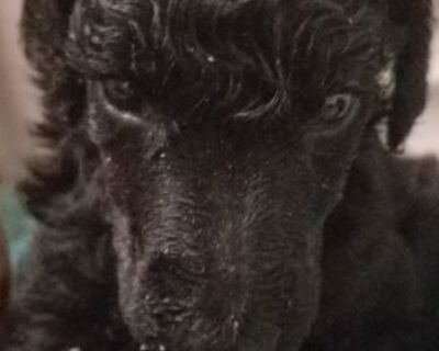 Standard Poodle Puppies