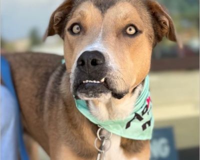 Harlow - Male Puppy Australian Cattle Dog / Pit Bull for Adoption