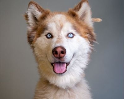 Loki - Male Puppy Siberian Husky for Adoption