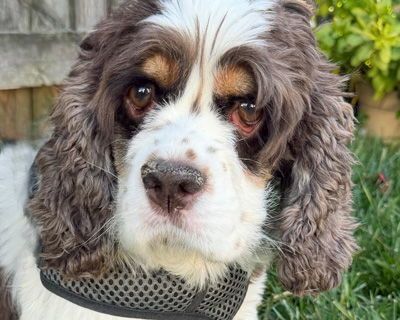 Elsa - Cocker Spaniel Female Dog for Adoption