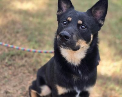 Leon is approx 2 years old, weighs 45 lbs and a happy young boy searching for his forever home! He has a heart full of love. He gets along great with other dogs and absolutely lives for playtime. He's a good boy. Very treat motivated. Knows basic commands. He is crate trained and doing well with his leash training. He s eager to please and would thrive with a family who can give him love, struc...