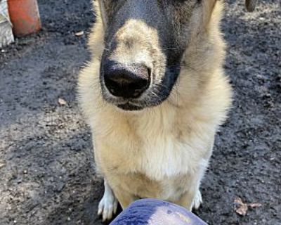 NASH - Anatolian Shepherd/Great Pyrenees Mix Male Dog for Adoption