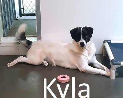 Kyla - Great Pyrenees & Sheep Dog Mix Female Dog for Adoption