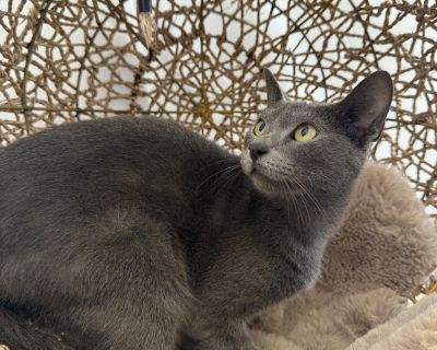 PLEASE READ ENTIRE LISTING We transport kittens from South Florida. There is an epidemic of cat overpopulation in South Florida. Tens of thousands of cats & kittens suffer needlessly & need a home. We transport & adopt kittens & cats that have no chance in South Florida. Please note - we are the only legal Florida rescue importer in the state of Mass. We have 3 professional transporters deliver...