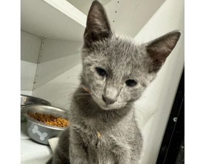 Billy JG - Russian Blue Male Cat for Adoption